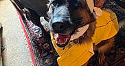 Beaowulf joined the competition — help win amazing prizes! dog, german_shepherd, yellow_jacket, white_hood, smiling, indoor, rug, person, hand, floor, furniture, patterned_rug, happy, pet, canine, domestic_animal, costume, sitting, portrait, closeup