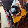 dog, german_shepherd, yellow_jacket, white_hood, smiling, indoor, rug, person, hand, floor, furniture, patterned_rug, happy, pet, canine, domestic_animal, costume, sitting, portrait, closeup