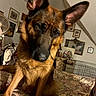 Beaowulf is registered to the contest to win money with this photo: german_shepherd, dog, pet, bedspread, floral_pattern, indoor, room, fan, framed_pictures, furniture, curious, canine, animal, close_up, brown, black, ears, face, candid, cozy