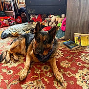 Beaowulf is registered to the contest to win money with this photo: dog, german_shepherd, carpet, bandana, stuffed_animals, books, dresser, indoor, floor, furniture, red, brown, black, cozy, pet, animal, relaxed, portrait, room, clutter