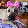 Gypsy joined the competition — help win amazing prizes! animal, blanket, bow, close_up, cute, decor, dog, fur, furniture, headband, indoor, living_room, muzzle, paw, pet, pink, portrait, relaxed, sofa, wooden_floor