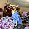 Gypsy joined the competition — help win amazing prizes! animal, blanket, blue_tshirt, canine, couch, cozy, decorations, dog, fireplace, furniture, home, indoor, living_room, person_on_tv, pet, picture_frame, portrait, relaxed, television, wall_art