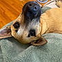 animal, blanket, brown, close_up, companion, curious, dog, ears, floor, food_bowl, fur, indoor, laying_down, nose, pet, relaxed, soft_texture, tan, upside_down, whiskers