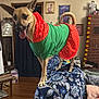 Gypsy is registered to the contest to win money with this photo: animal, blanket, canine, clothing, couch, cross, decor, dog, dress, ears_up, furniture, green, happy, indoor, living_room, pet, picture_frame, red, tongue_out, wooden_floor