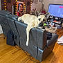 Gypsy is registered to the contest to win money with this photo: animal, brown_dog, couch, cozy, decorations, dog, ears, flooring, furniture, household, indoor, leather, living_room, pet, photo_frames, relaxing, resting, table, television, wooden_floor