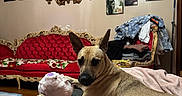 Gypsy is registered to the contest to win money with this photo: blanket, chair, couch, cozy, decor, dog, furniture, home, indoor, interior, living_room, pet, photograph, pile_of_clothes, portrait, relaxed, resting, stuffed_toy, wall_art, wood_floor