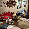 blanket, chair, couch, cozy, decor, dog, furniture, home, indoor, interior, living_room, pet, photograph, pile_of_clothes, portrait, relaxed, resting, stuffed_toy, wall_art, wood_floor