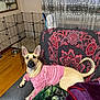 animal, architecture, bed, bedroom, blanket, building, bulldog, canine, couch, cushion, den, dog, dogbed, furniture, homedecor, indoors, interiordesign, livingroom, pet, room