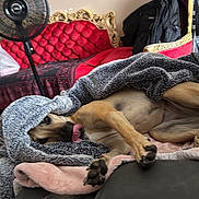 Gypsy joined the competition — help win amazing prizes! animal, backpack, blanket, comfort, couch, cozy, cute, dog, fan, furniture, home, indoor, lying_down, pet, red_sofa, relaxed, resting, soft_texture, tongue_out, wrapped