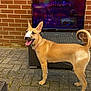 accessories, animal, brick, canine, computerhardware, couch, dog, electronics, fireplace, flagstone, furniture, hardware, indoors, interiordesign, monitor, path, pet, screen, tv, walkway