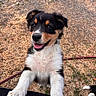 puppy, dog, tricolor, happy, smiling, tongue_out, outdoor, grass, yard, playful, fur, canine, pet, animal, young_dog, front_paws, close_up, nature, cute, friendly