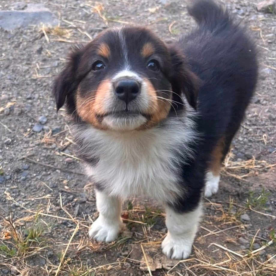 Belle