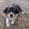 puppy, dog, young_animal, fur, outdoor, earth, grass, twigs, curious, closeup, pet, walking, animal, cute, brown, black, white, small, adorable, nature