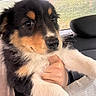 puppy, dog, tricolor, car_interior, seat, blanket, hand, fur, cute, pet, animal, closeup, indoor, young_dog, mammal, black_fur, white_fur, brown_fur, portrait, holding