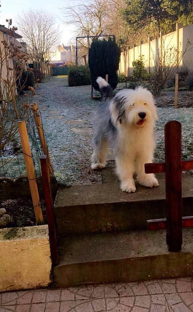 Lascar a rejoint le concours — aidez-le/la à gagner de superbes lots ! bolognese, canidae, carnivore, catalan_sheepdog, companion_dog, dog, dog_breed, lowchen, mammal, old_english_sheepdog, polish_lowland_sheepdog, rare_breed_dog, romanian_mioritic_shepherd_dog, sapsali, south_russian_ovcharka, terrier, tibetan_terrier, toy_dog, vertebrate, working_dog
