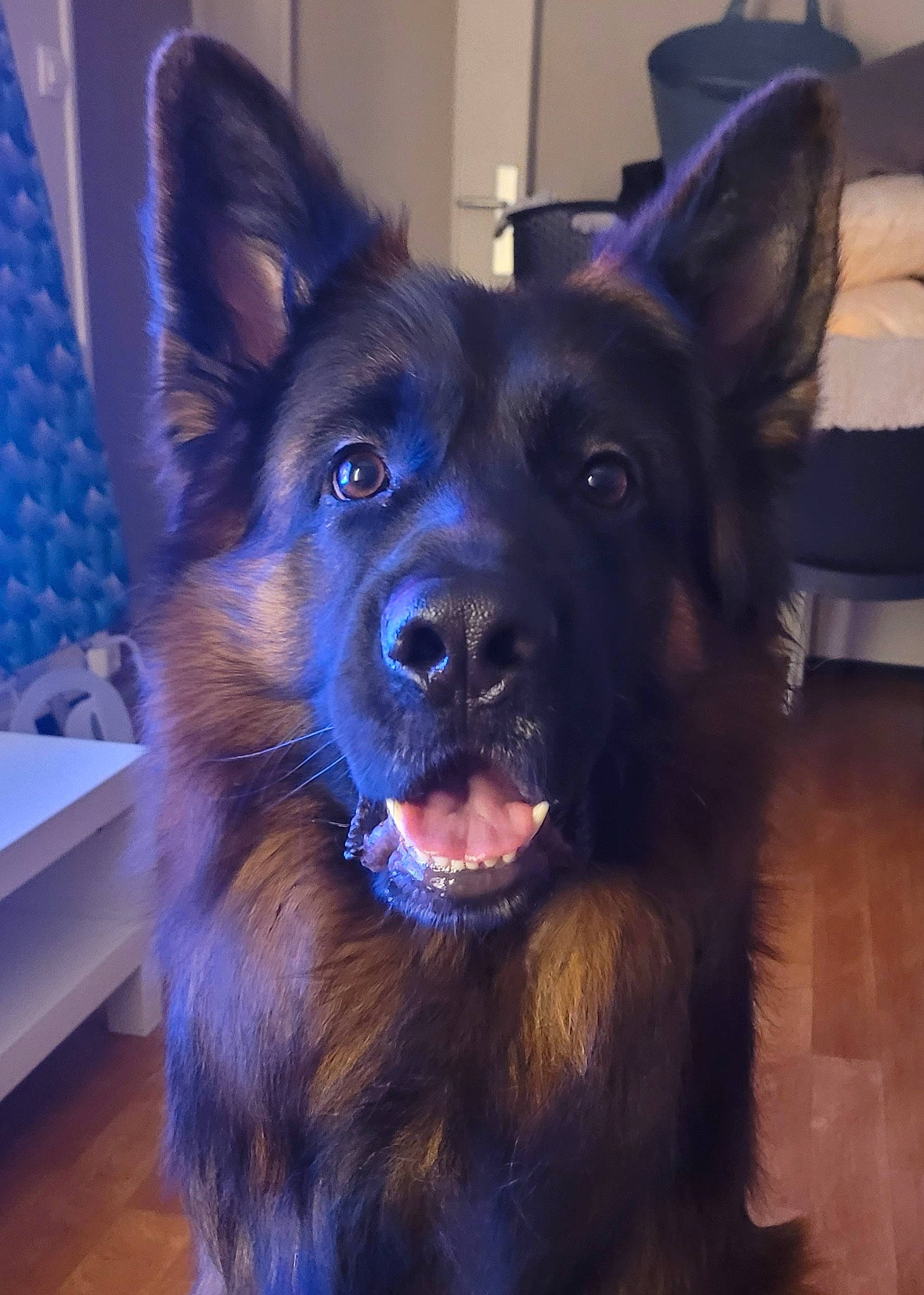 Swat participe au concours pour gagner de l'argent avec cette photo : blue, canidae, carnivore, companion_dog, dog, dog_breed, door, ear, electric_blue, eye, fawn, flooring, fur, hair, head, snout, sporting_group, whiskers, working_animal, working_dog