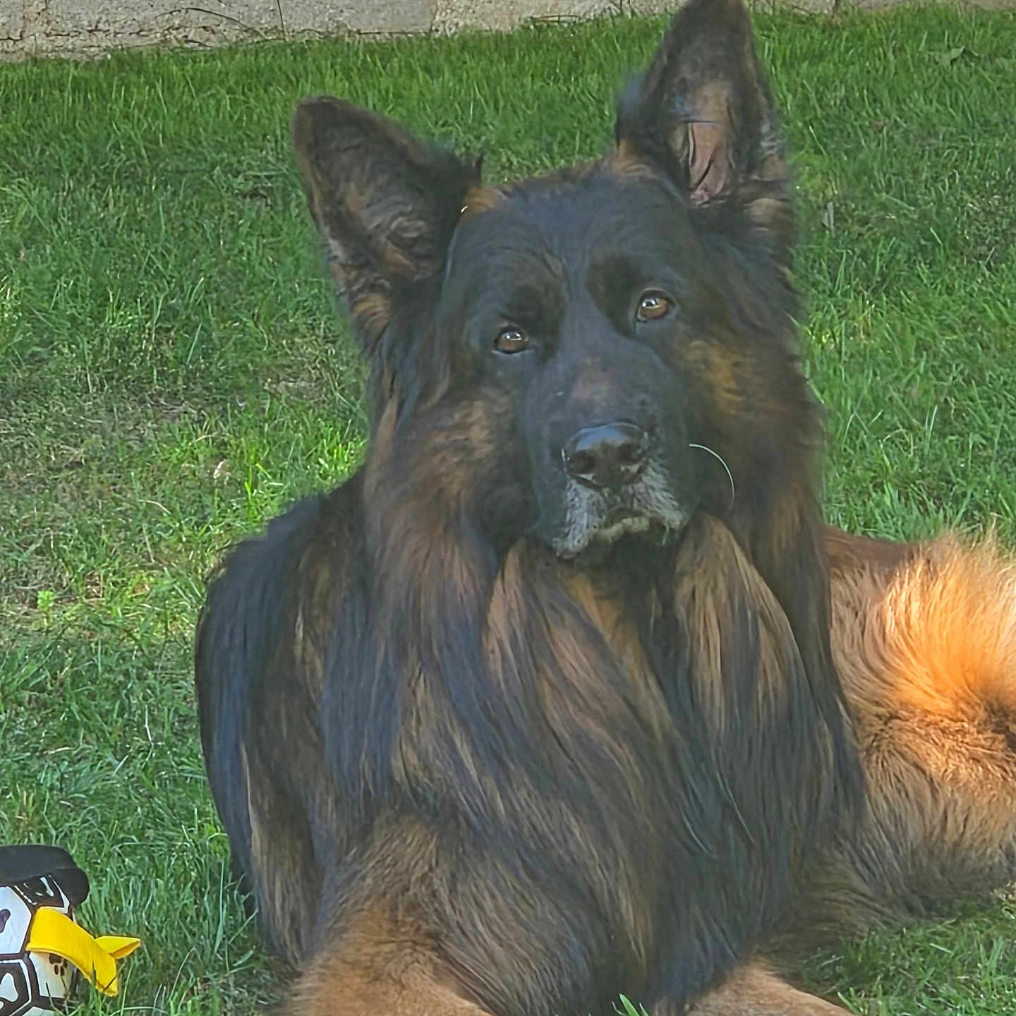 Swat a rejoint le concours — aidez-le/la à gagner de superbes lots ! dog, german_shepherd, grass, outdoor, pet, animal, fur, ears, face, lying_down, toy, playful, nature, canine, portrait, watchful, sunlight, background_wall, companion, relaxed