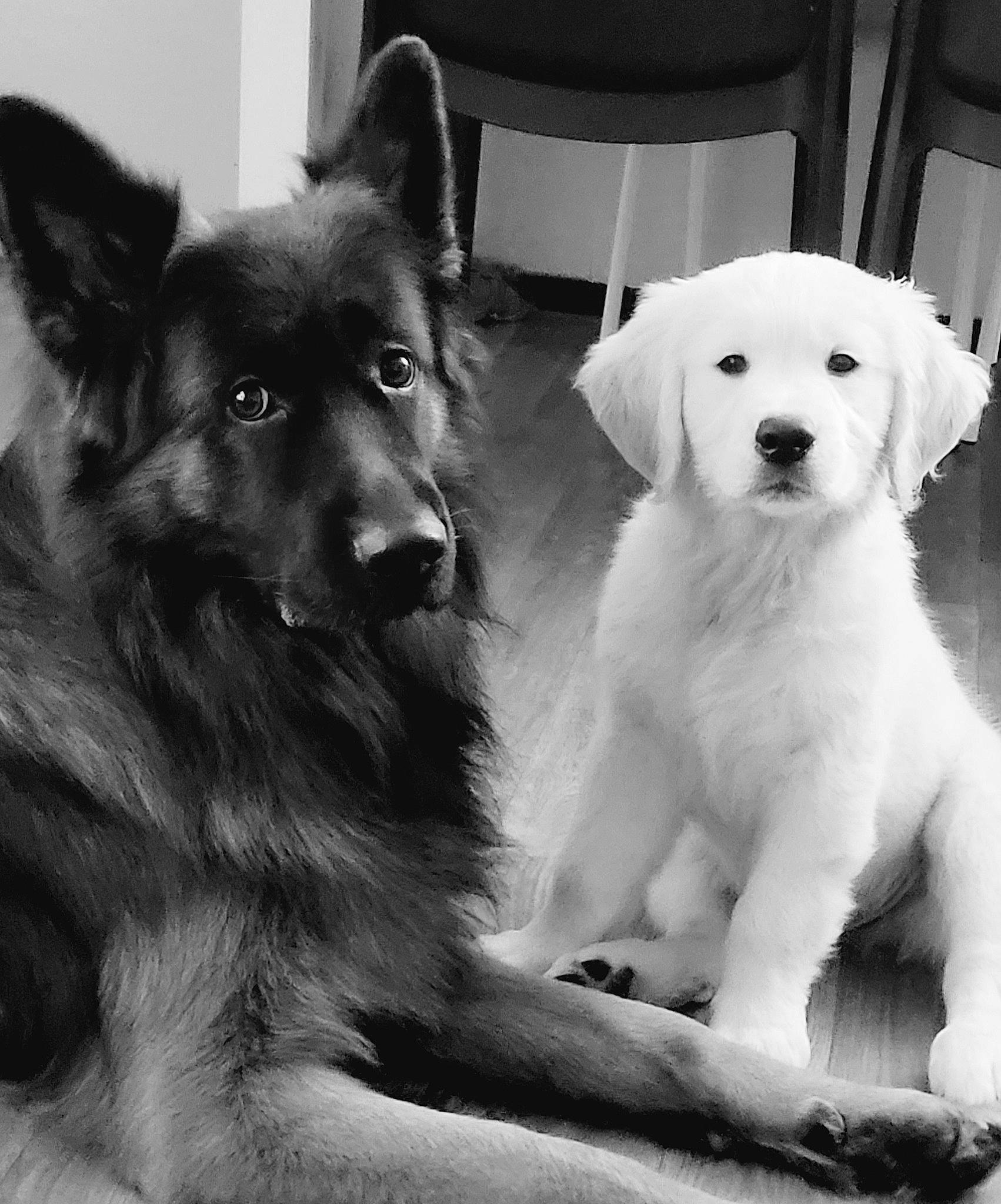 Swat a rejoint le concours — aidez-le/la à gagner de superbes lots ! ancient_dog_breeds, black_and_white, canidae, carnivore, companion_dog, dog, dog_breed, fur, happy, herding_dog, monochrome, monochrome_photography, paw, snout, sporting_group, stock_photography, style, white, working_animal, working_dog