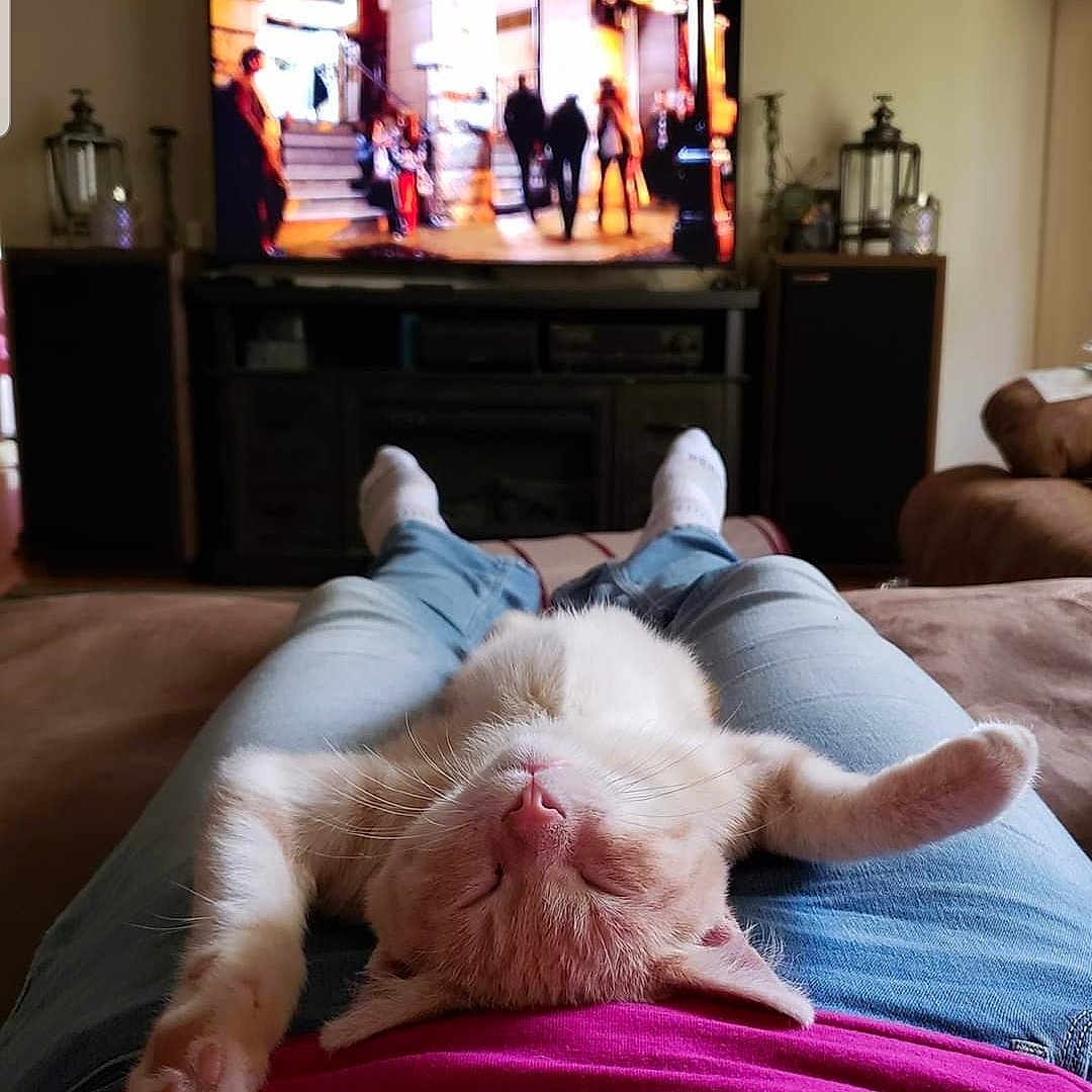 Jenkins joined the competition — help win amazing prizes! carnivore, cat, comfort, companion_dog, couch, ear, felidae, fur, furniture, leg, nap, room, small_to_medium_sized_cats