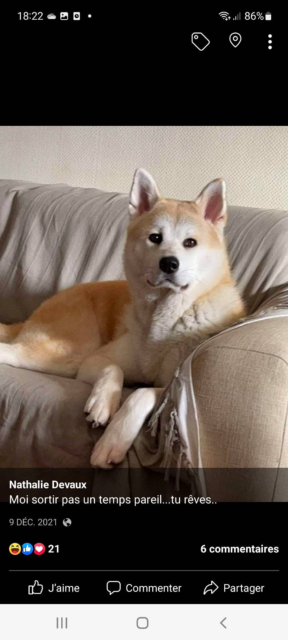 Naska a rejoint le concours — aidez-le/la à gagner de superbes lots ! ancient_dog_breeds, canidae, carnivore, comfort, companion_dog, couch, dog, dog_breed, dog_supply, fawn, fur, non_sporting_group, photo_caption, snout, sporting_group, terrestrial_animal, wildlife, working_animal