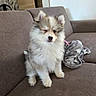 animal, blanket, brown, couch, cozy, cute, dog, fluffy, furniture, indoor, living_room, paw_prints, pet, puppy, sitting, small_dog, soft_fur, stone_wall, winking, wooden_shelf