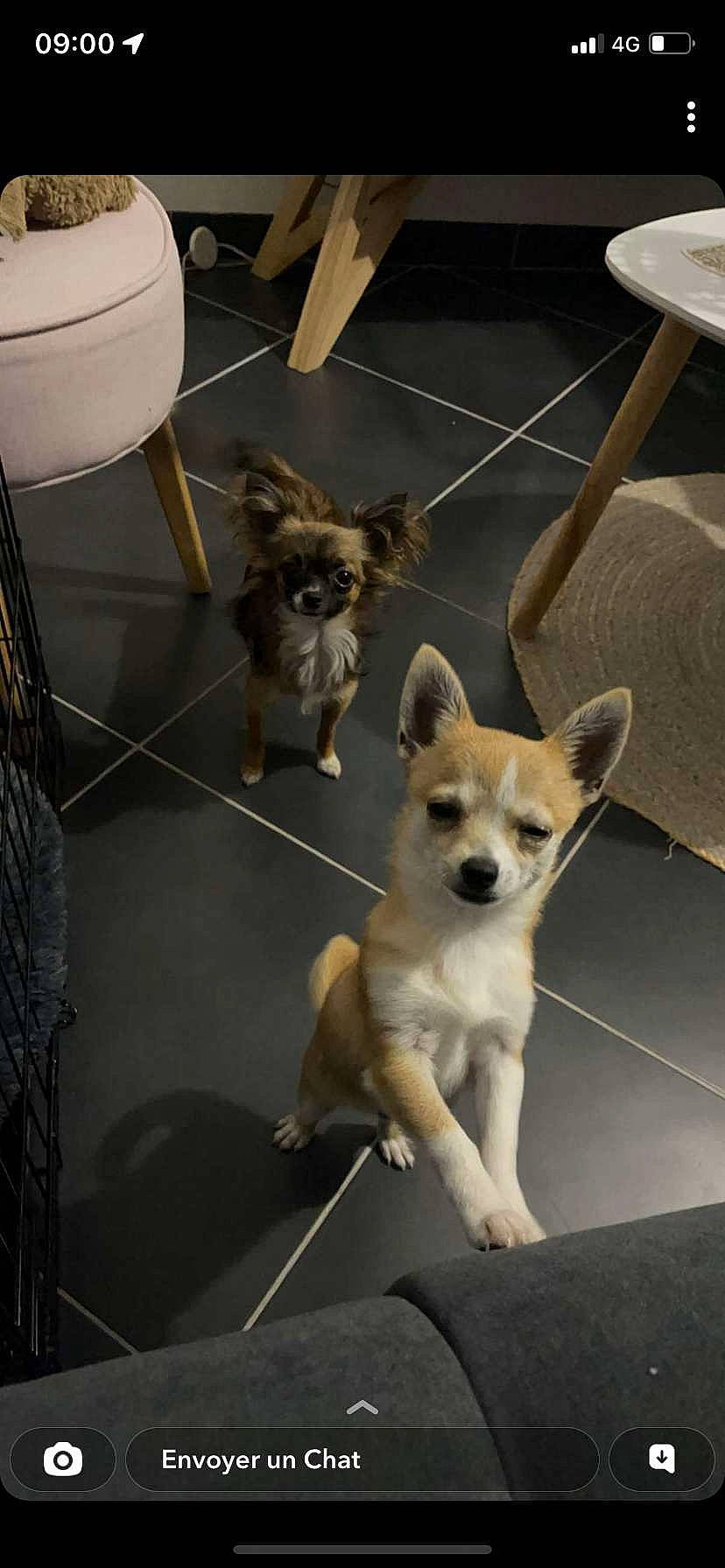 Tasha a rejoint le concours — aidez-le/la à gagner de superbes lots ! ancient_dog_breeds, canidae, carnivore, chair, chihuahua, companion_dog, corgi_chihuahua, dog, dog_breed, dog_supply, fawn, flooring, fur, mammal, snout, sporting_group, tail, toy_dog, whiskers, working_animal