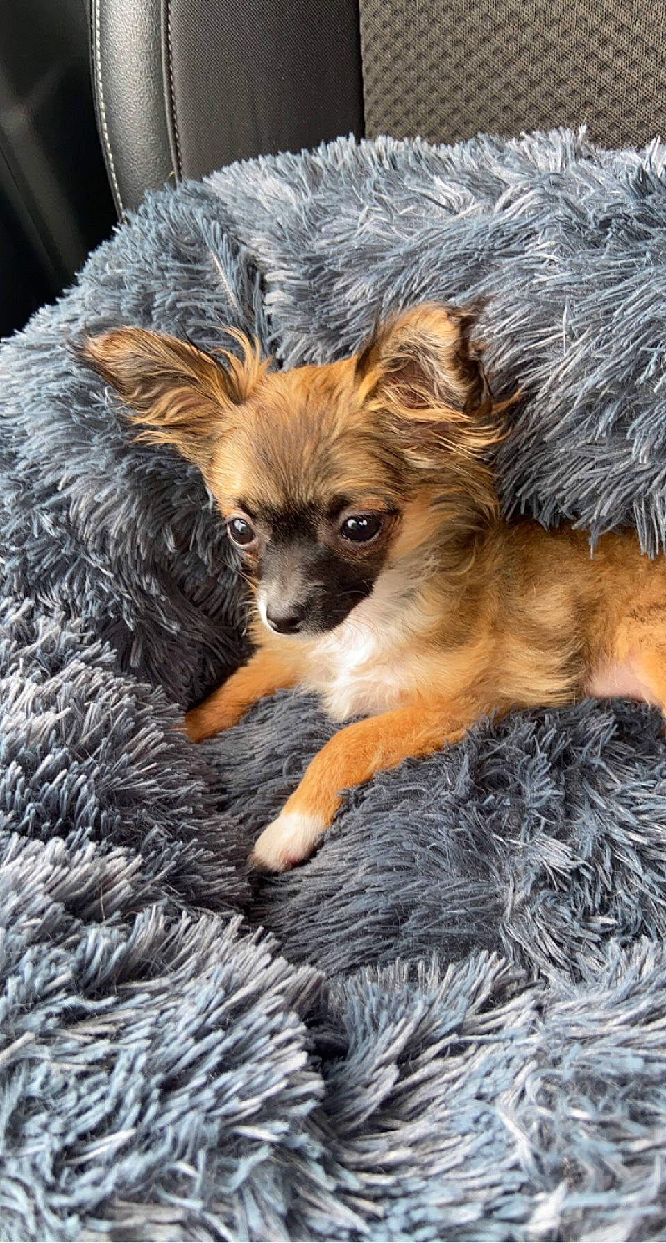 Tasha participe au concours pour gagner de l'argent avec cette photo : canidae, carnivore, chihuahua, companion_dog, dog, dog_breed, dog_supply, fawn, fur, liver, non_sporting_group, puppy, russkiy_toy, small_terrier, snout, sporting_group, terrestrial_animal, terrier, toy_dog, whiskers