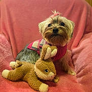 Sophie joined the competition — help win amazing prizes! dog, small_dog, yorkshire_terrier, pink_sweater, bow, plush_chair, stuffed_animal, bunny_toy, indoor, pet, cute, furry, sitting, cozy, soft_texture, animal, companion, domestic, comfort, portrait