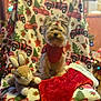 Sophie joined the competition — help win amazing prizes! dog, stuffed_animal, christmas_stocking, blanket, holiday_decor, christmas_tree, lights, red_sweater, plush_bunny, chair, car_pattern, indoor, festive, decorations, carpet, ribbon, cute, pet, holiday, warm_lighting