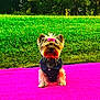 dog, small_dog, pink_bow, denim_vest, pink_blanket, grass, outdoor, pet, cute, animal, greenery, sunlight, nature, fur, canine, sitting, portrait, daytime, playful, adorable