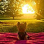 Sophie joined the competition — help win amazing prizes! dog, small_dog, yorkshire_terrier, pink_bow, blanket, grass, tree, sunlight, sunset, park, outdoor, shadow, nature, pet, cute, animal, sitting, golden_hour, scenic, warm_light