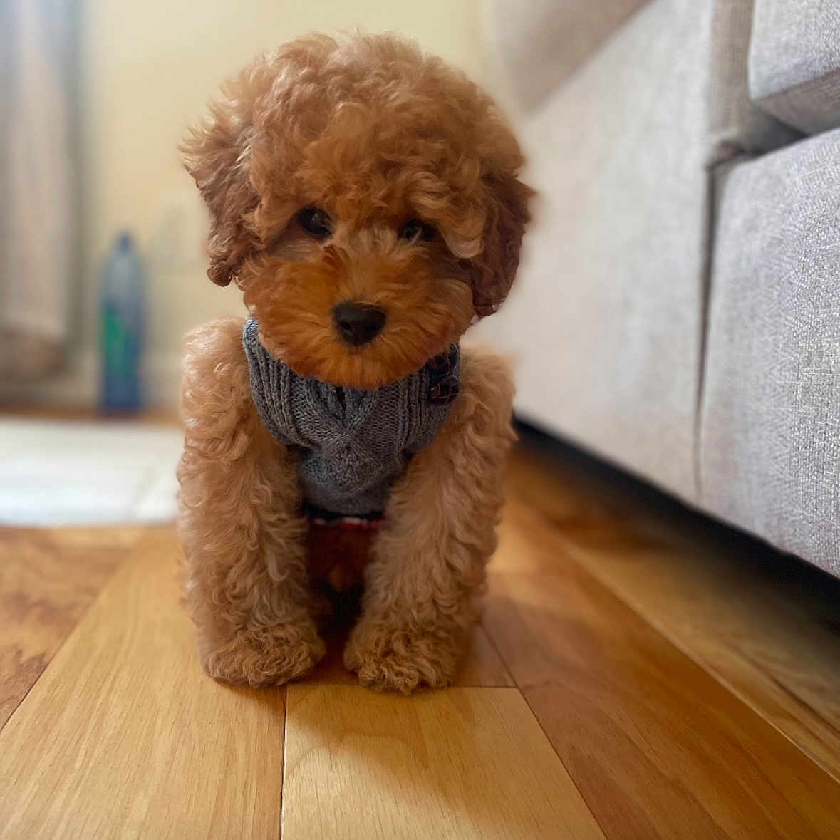 Cookie Crumbs is registered to the contest to win money with this photo: animal, architecture, building, canine, cockerspaniel, couch, dog, furniture, hardwood, indoors, interiordesign, livingroom, pet, plywood, poodle, puppy, room, terrier, whitedog, wood