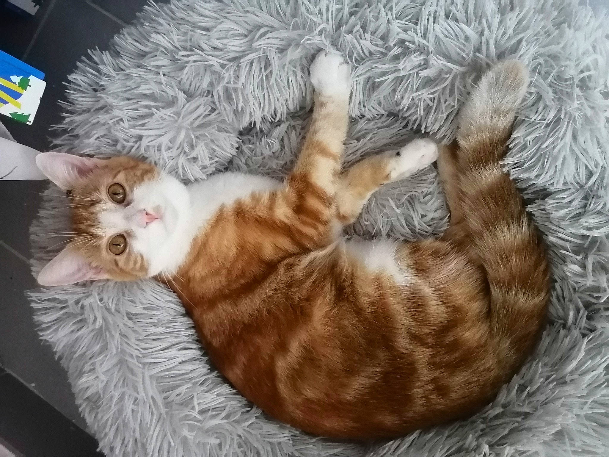 Aeris a rejoint le concours — aidez-le/la à gagner de superbes lots ! brown, carnivore, cat, cat_bed, cat_supply, claw, comfort, domestic_short_haired_cat, fawn, felidae, fur, nap, paw, small_to_medium_sized_cats, tail, tree, vertebrate, whiskers, wood