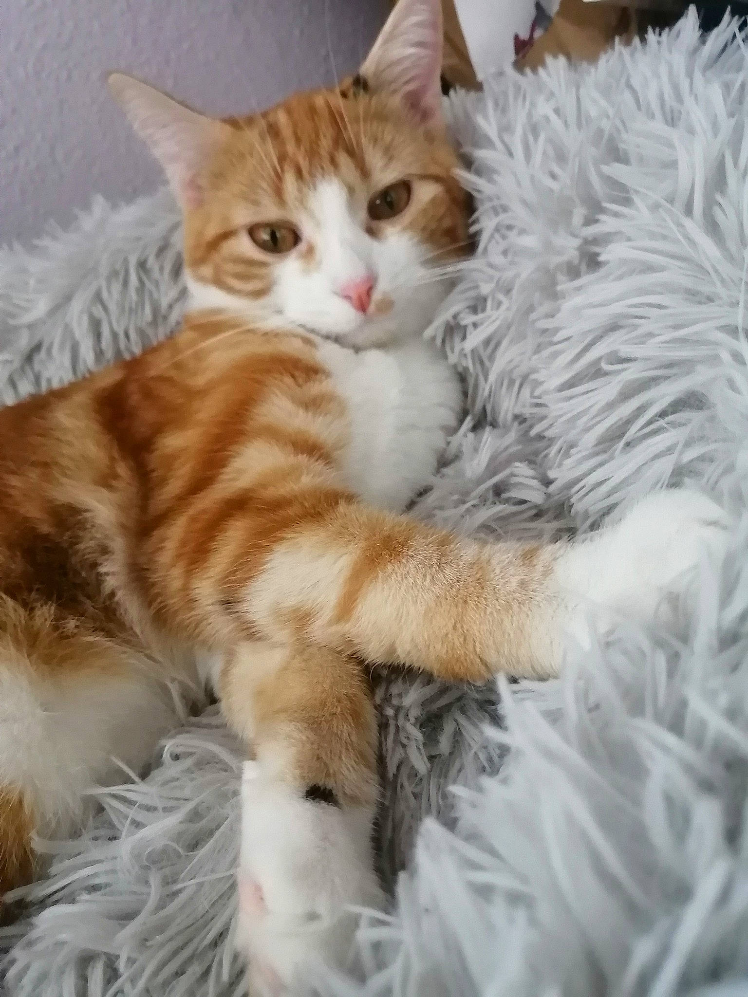 Aeris a rejoint le concours — aidez-le/la à gagner de superbes lots ! bed, carnivore, cat, claw, comfort, domestic_short_haired_cat, fawn, felidae, fur, nap, paw, small_to_medium_sized_cats, snout, tail, whiskers