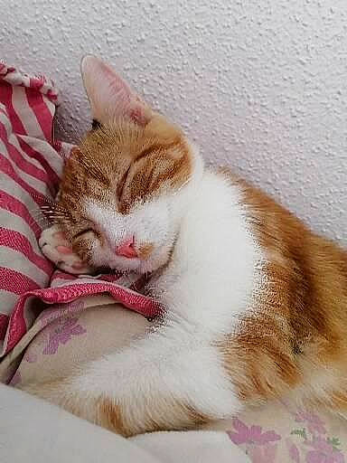 Aeris participe au concours pour gagner de l'argent avec cette photo : art, carnivore, cat, claw, comfort, domestic_short_haired_cat, fawn, felidae, foot, fur, paw, sitting, small_to_medium_sized_cats, smile, tail, terrestrial_animal, whiskers, window