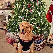 Pluto is registered to the contest to win money with this photo: golden_retriever, dog, christmas_tree, christmas_lights, christmas_ornaments, presents, gift_wrap, holiday_decor, stocking, santa_figurine, carpet, indoor, festive, smiling_dog, pet, black_sweater, holiday_season, home_interior, cheerful, decorations