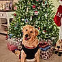 golden_retriever, dog, christmas_tree, christmas_lights, christmas_ornaments, presents, gift_wrap, holiday_decor, stocking, santa_figurine, carpet, indoor, festive, smiling_dog, pet, black_sweater, holiday_season, home_interior, cheerful, decorations