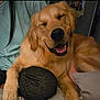 dog, golden_retriever, smiling, happy, pet, animal, indoor, person, lap, fur, canine, companion, cozy, relaxed, friendship, cute, mammal, friendly, tongue, domestic
