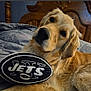 dog, golden_retriever, toy, football, jets, bed, bedding, wooden_headboard, pet, animal, indoor, cute, lying_down, curious, fur, ears, nose, eyes, comfort, relaxed