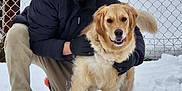 Pluto is registered to the contest to win money with this photo: man, dog, golden_retriever, snow, winter_clothing, beanie, gloves, chain_link_fence, outdoor, pet, happy, smiling, crouching, cold_weather, pants, sneakers, fur, tail, canine, friendship