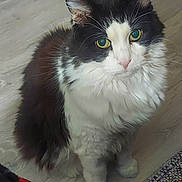 Neko is registered to the contest to win money with this photo: cat, black_and_white, fluffy, indoor, pet, animal, green_eyes, sitting, floor, curious, feline, whiskers, ears, fur, looking_up, close_up, domestic_cat, companionship, cute, portrait