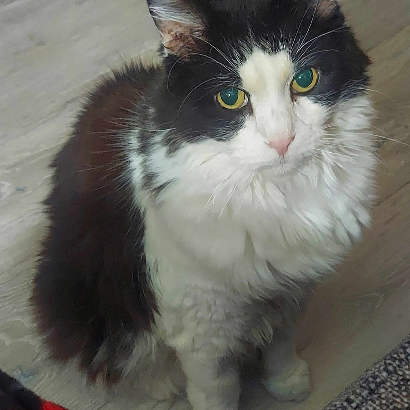 Neko is registered to the contest to win money with this photo: cat, black_and_white, fluffy, indoor, pet, animal, green_eyes, sitting, floor, curious, feline, whiskers, ears, fur, looking_up, close_up, domestic_cat, companionship, cute, portrait