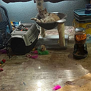 Marmalade joined the competition — help win amazing prizes! cat, cat_carrier, cat_hammock, cat_toys, cluttered_room, curtains, fan, floor, food_dispenser, indoor, orange_cat, pet, pet_accessories, pet_food, relaxed, scratching_post, toy, white_cat, window, wood_floor