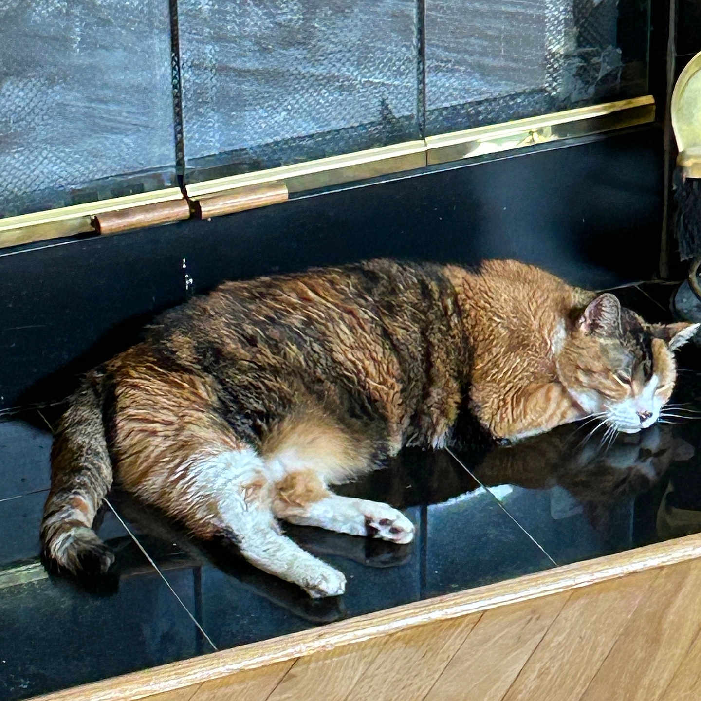 Ginger is registered to the contest to win money with this photo: cat, sleeping, indoor, fireplace, reflection, feline, pet, resting, fur, tabby, brown, white, cozy, quiet, house, tile, wood_floor, relaxing, calm, animal