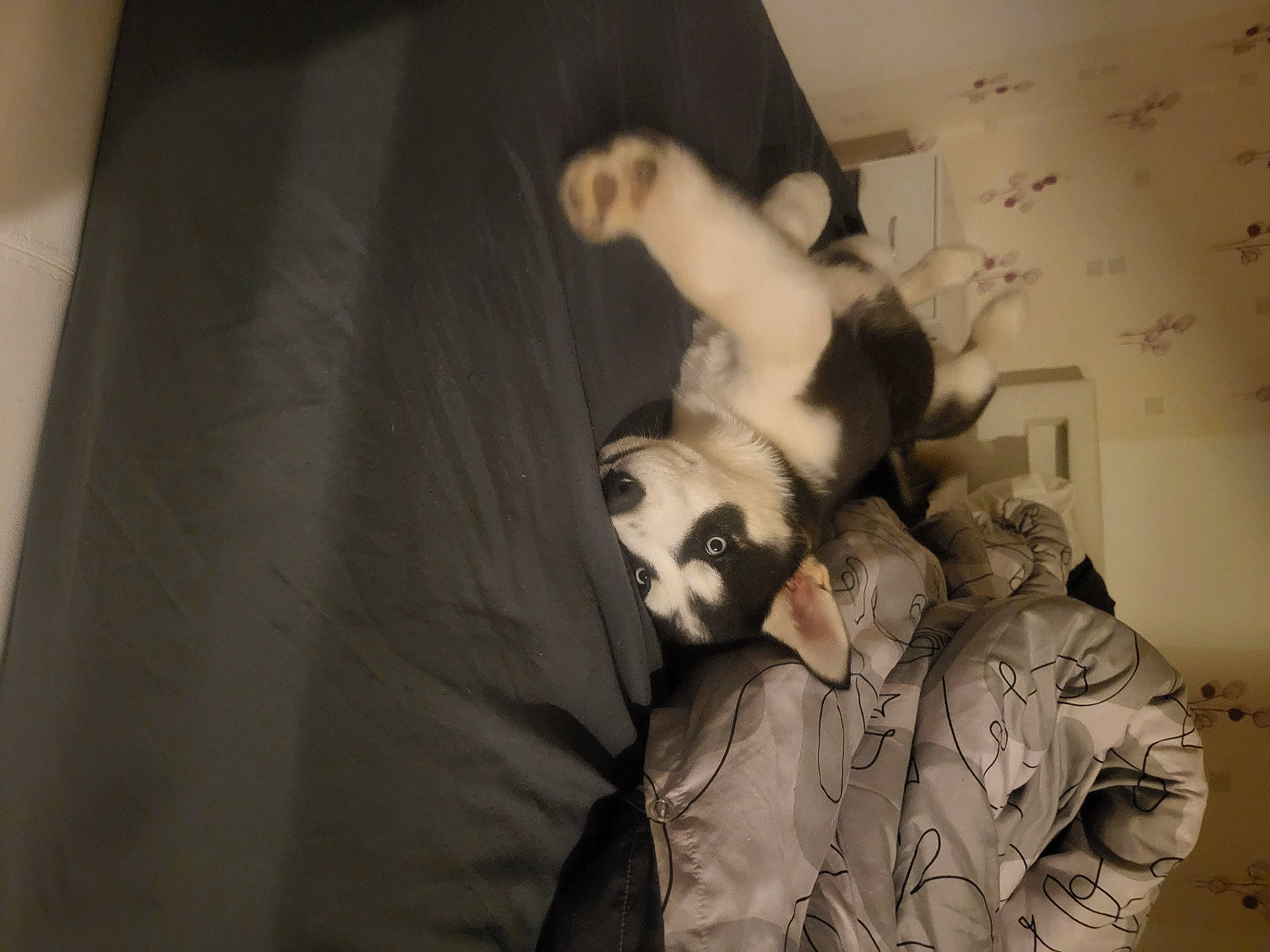 Urko a rejoint le concours — aidez-le/la à gagner de superbes lots ! art, beard, canidae, child, comfort, companion_dog, felidae, flash_photography, fur, gesture, monochrome_photography, room, sitting, small_to_medium_sized_cats, sporting_group, tints_and_shades, toy, vintage_clothing, visual_arts, whiskers