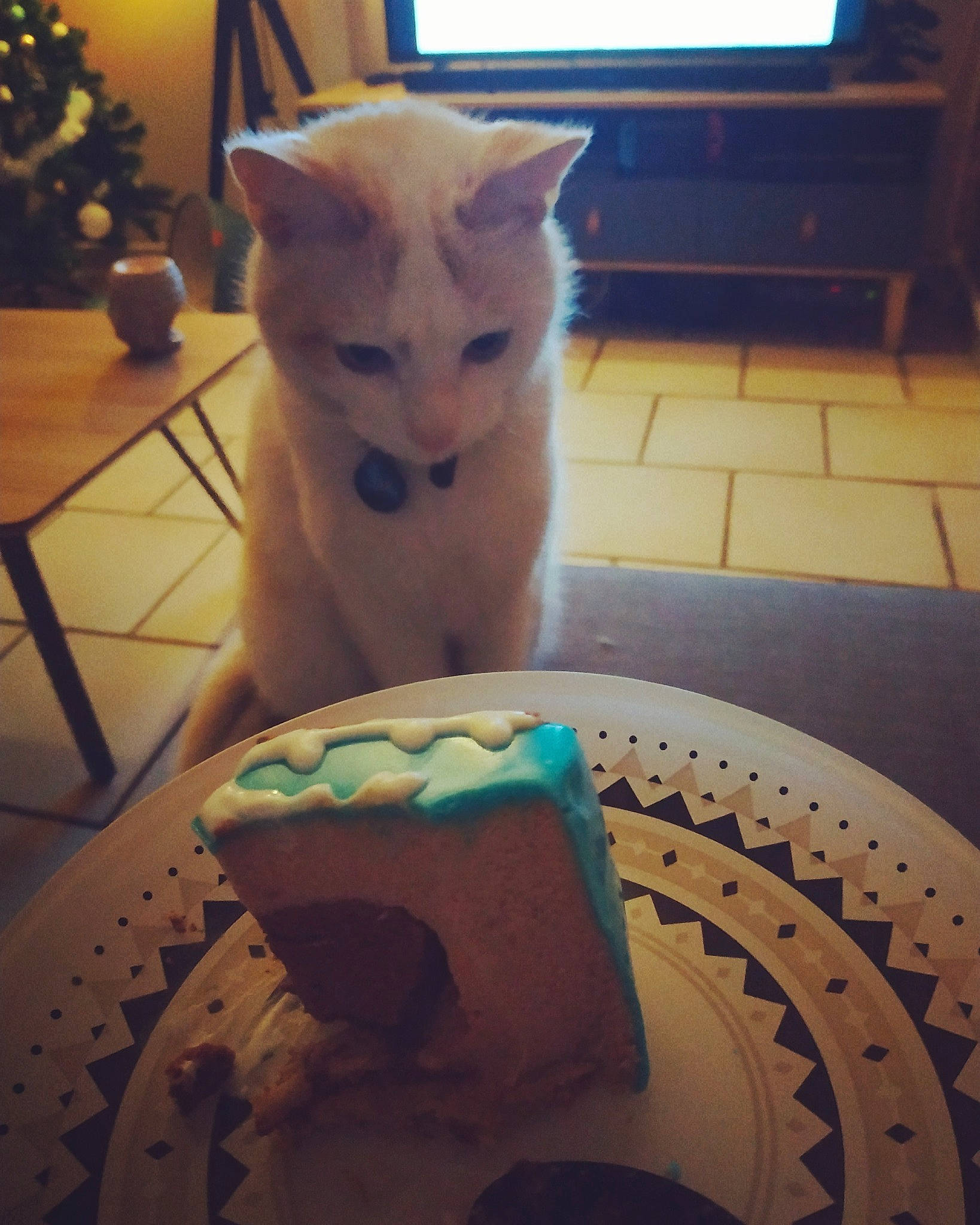 Maki a rejoint le concours — aidez-le/la à gagner de superbes lots ! art, blue, carnivore, cat, domestic_short_haired_cat, felidae, floor, flooring, hardwood, houseplant, light, lighting, pattern, small_to_medium_sized_cats, snapshot, snout, tail, whiskers, white, wood