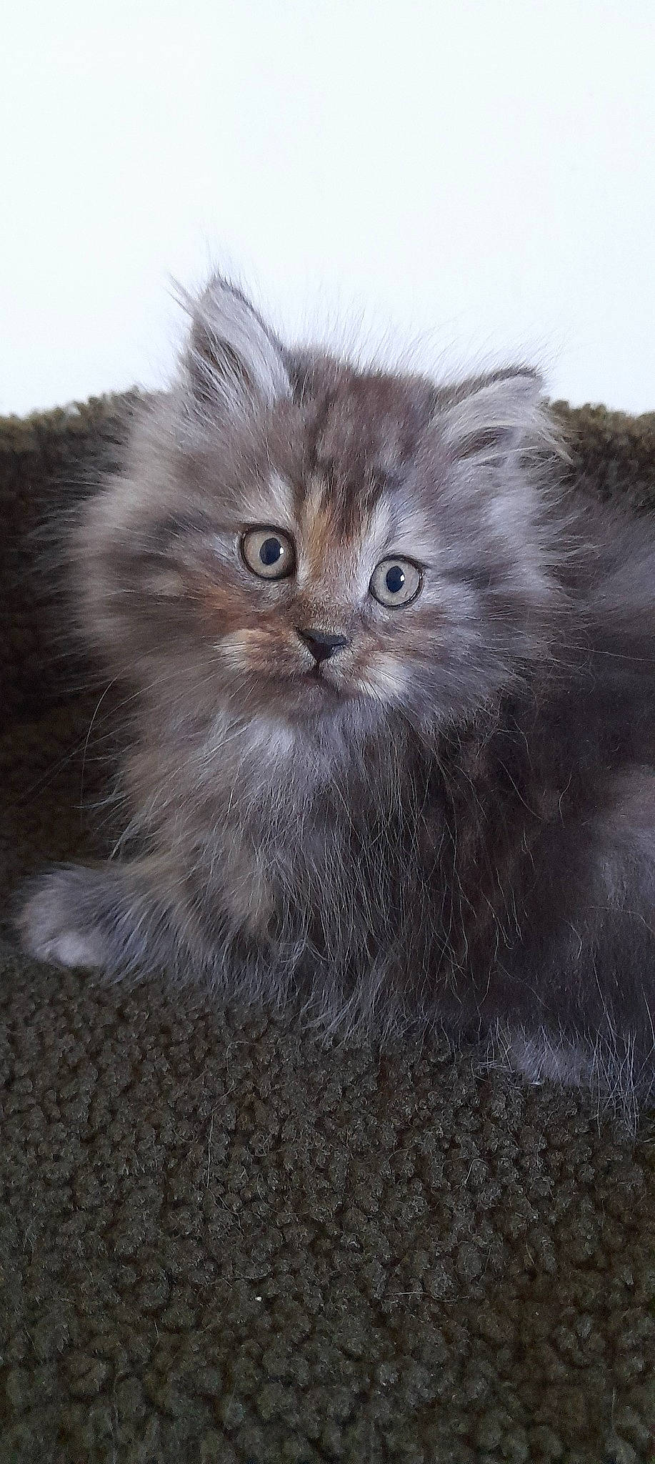 Sacha a rejoint le concours — aidez-le/la à gagner de superbes lots ! british_longhair, carnivore, cat, domestic_short_haired_cat, eye, fawn, felidae, fur, grey, small_to_medium_sized_cats, snout, terrestrial_animal, whiskers