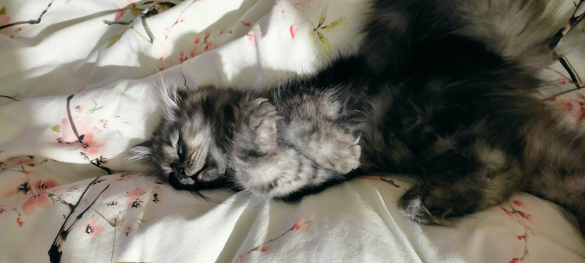 Sacha a rejoint le concours — aidez-le/la à gagner de superbes lots ! canidae, carnivore, cat, cat_bed, claw, comfort, companion_dog, dog_breed, felidae, fur, grey, nap, paw, sleep, small_to_medium_sized_cats, snout, sporting_group, tail, terrestrial_animal, whiskers