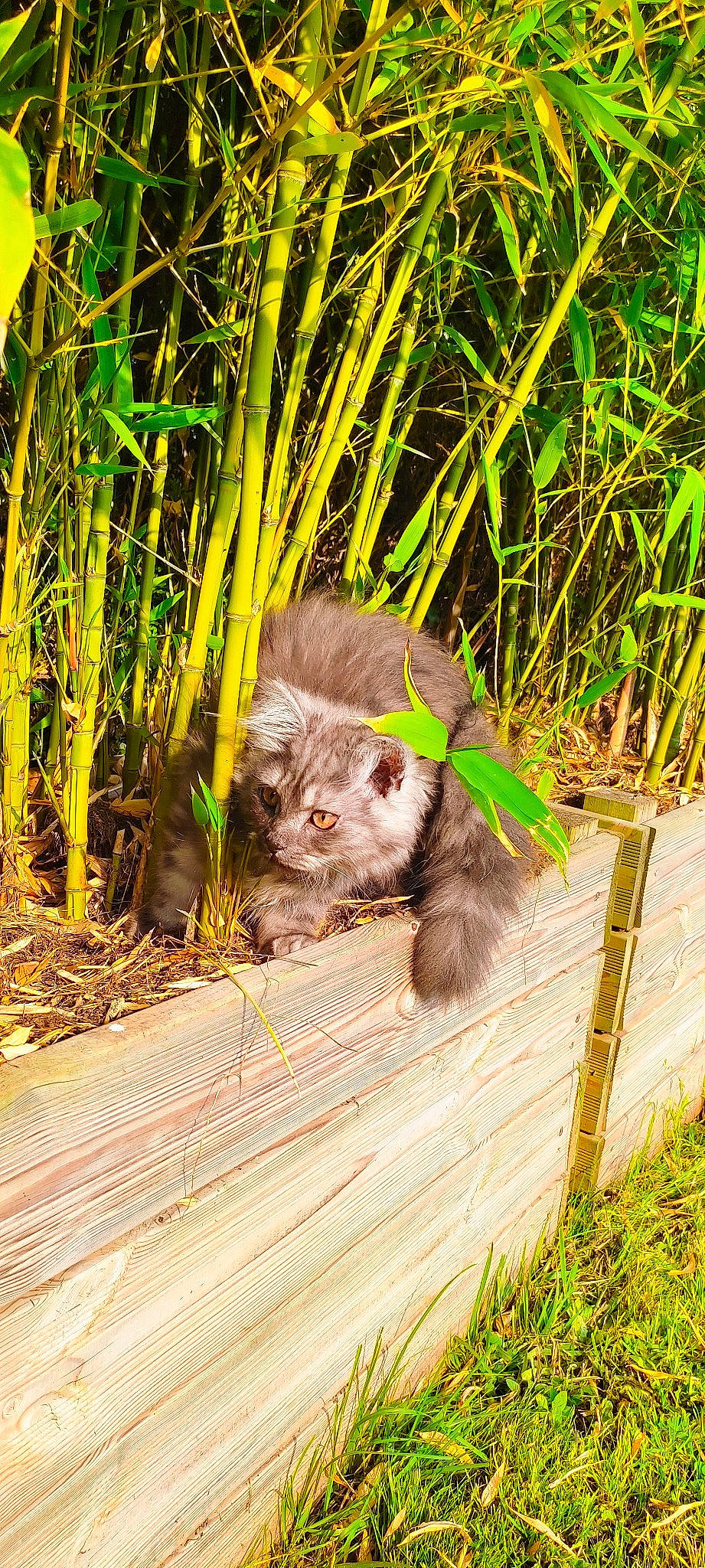 Sacha participe au concours pour gagner de l'argent avec cette photo : carnivore, fawn, felidae, fur, grass, grass_family, groundcover, liver, marsupial, muroidea, plant, rodent, snout, soil, tail, terrestrial_animal, terrestrial_plant, whiskers, wildlife, wood