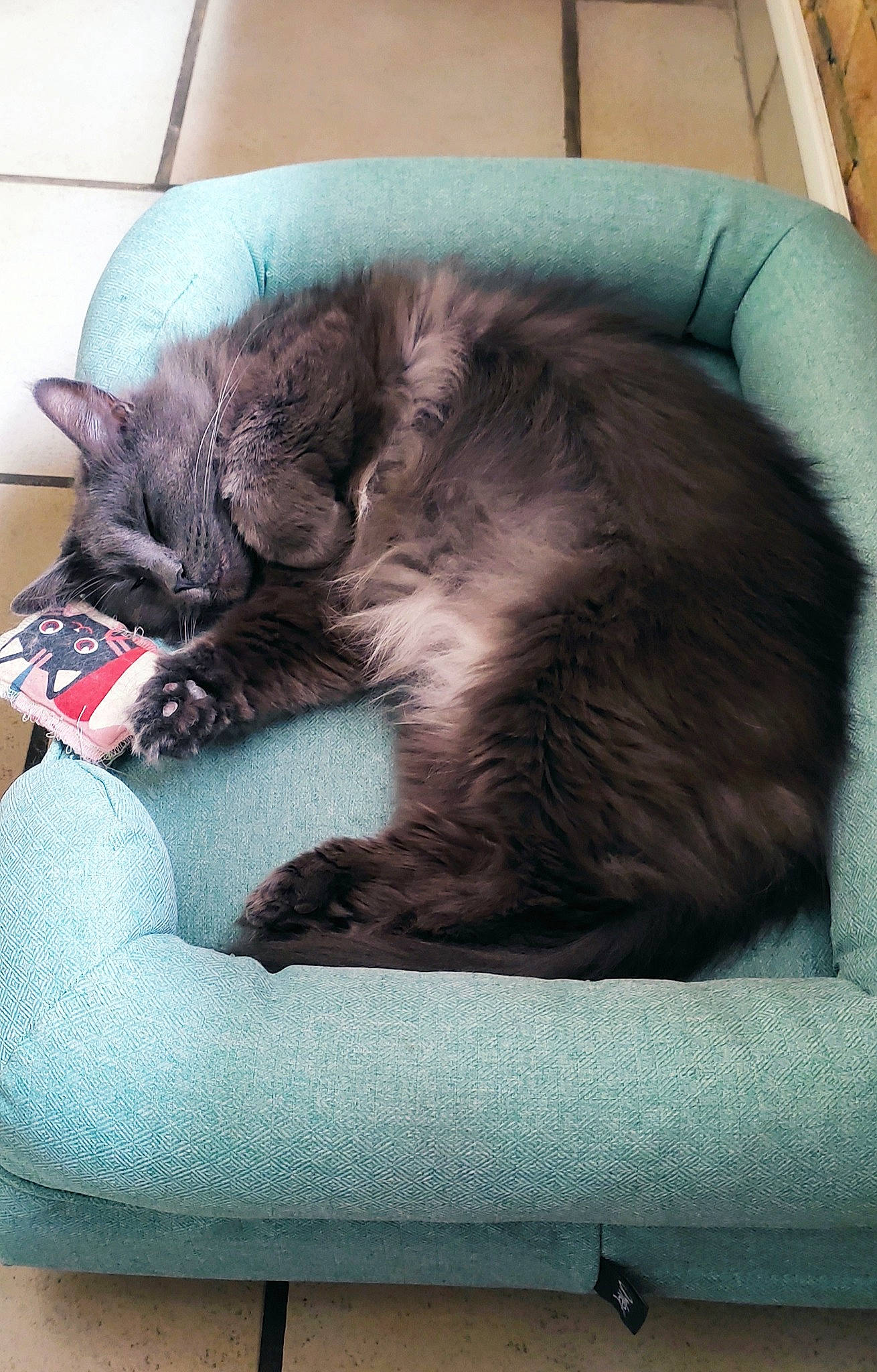 Logodenn participe au concours pour gagner de l'argent avec cette photo : carnivore, cat, cat_bed, cat_supply, comfort, domestic_short_haired_cat, felidae, fur, grey, nap, paw, pet_supply, sleep, small_to_medium_sized_cats, tail, whiskers